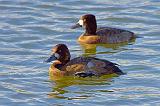 Lesser Scaups_52345